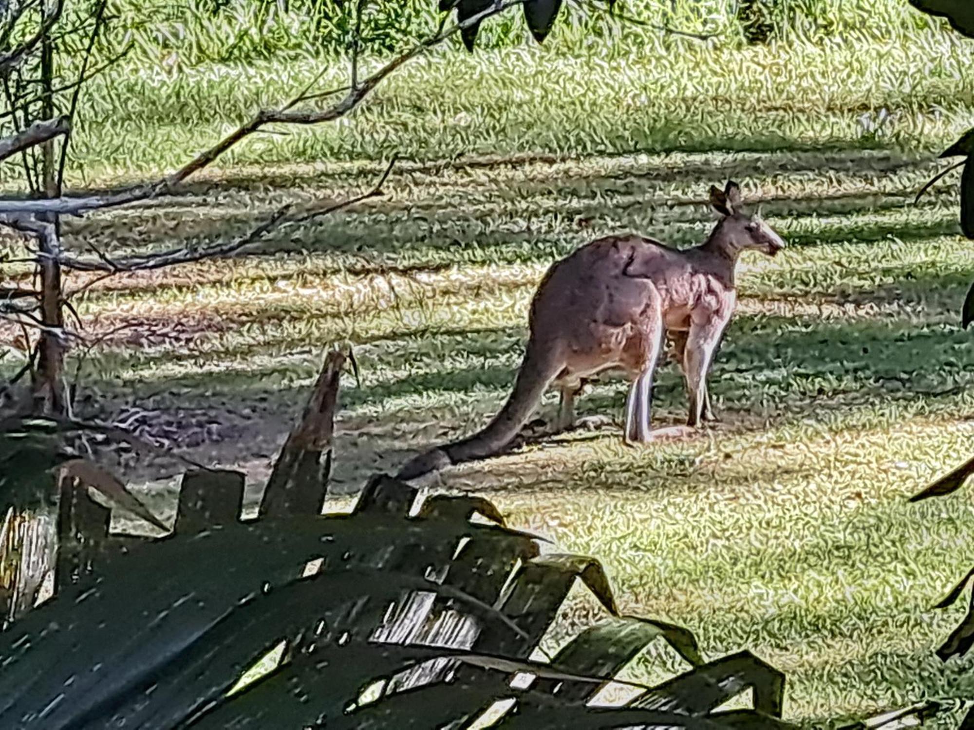 Forest View Bungalow Nambucca Heads Exteriör bild